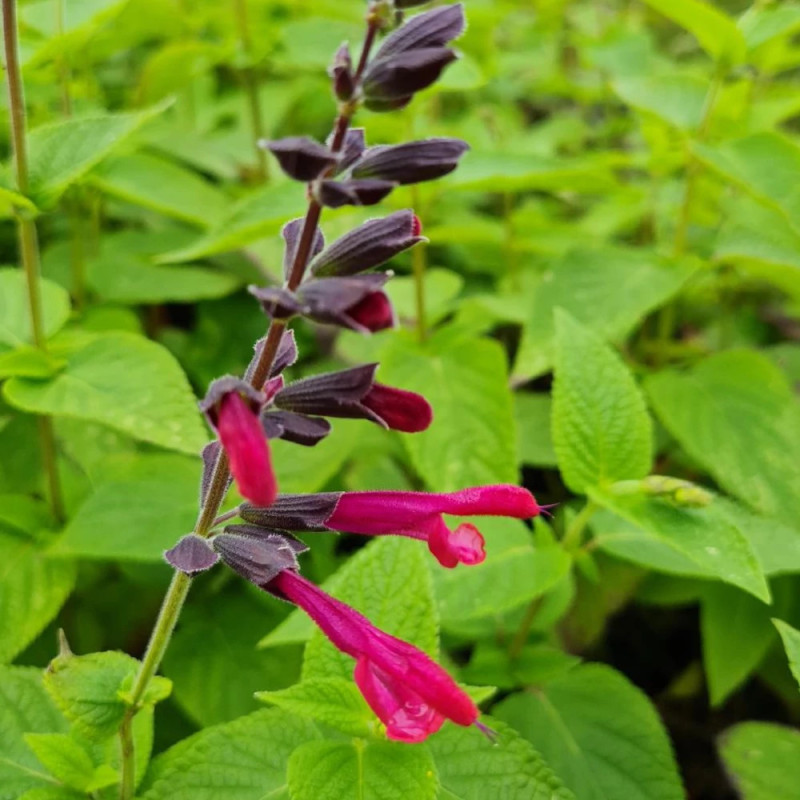 Sauge amante® lot de 9 godets