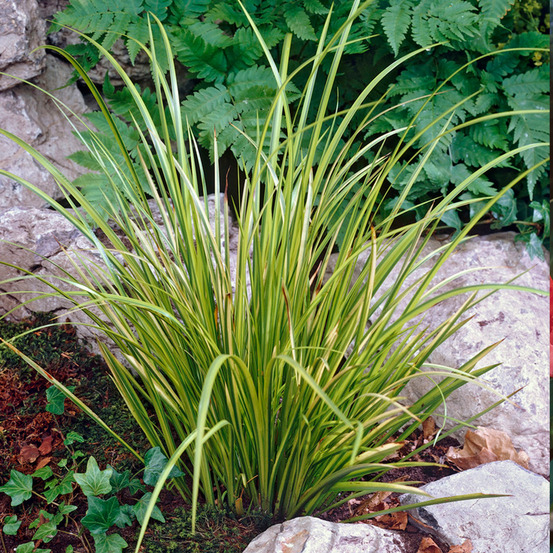 Acorus ogon - acore nain - plantes de bassin - résistante au gel - 10-20 cm de haut - pot 9 cm