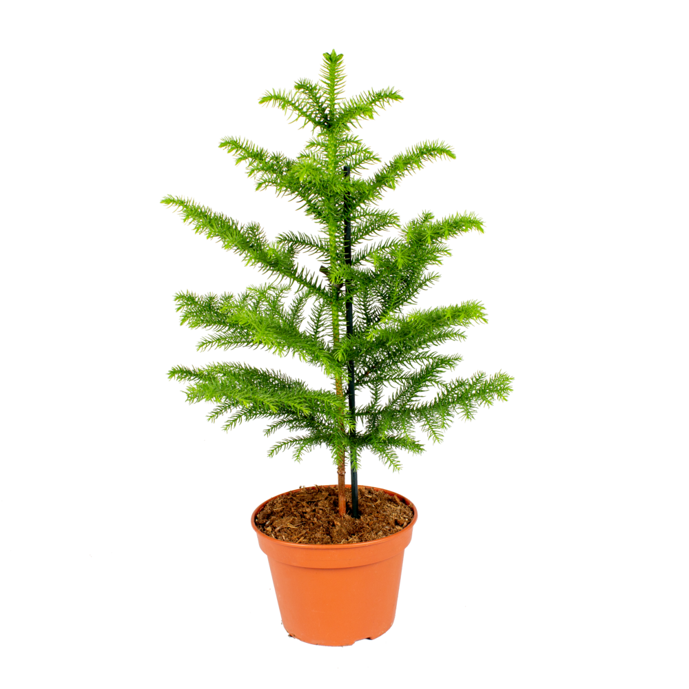 Araucaria heterophylla - araucaria de norfolk - plantes d’intérieur - hauteur 50-60 cm - pot 17 cm