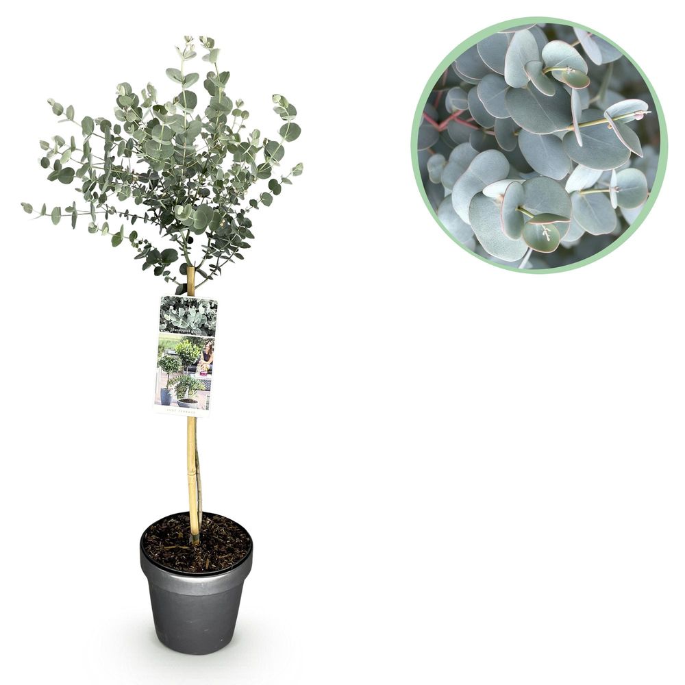 Eucalyptus azure - pot 19 cm - hauteur 70-90 cm - plante d'extérieur