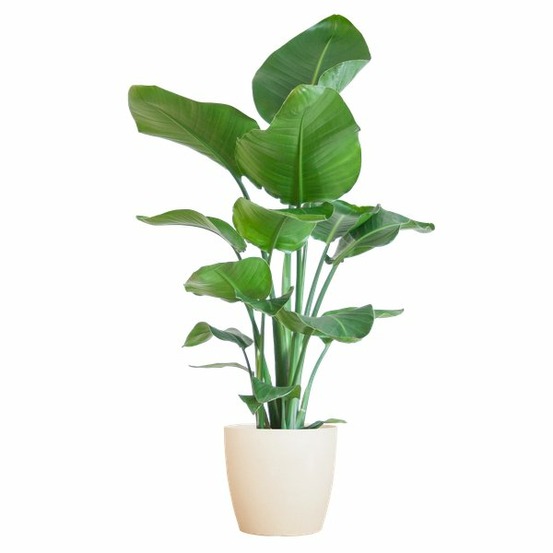 Strelitzia nicolai et son pot blanc - hauteur 80cm