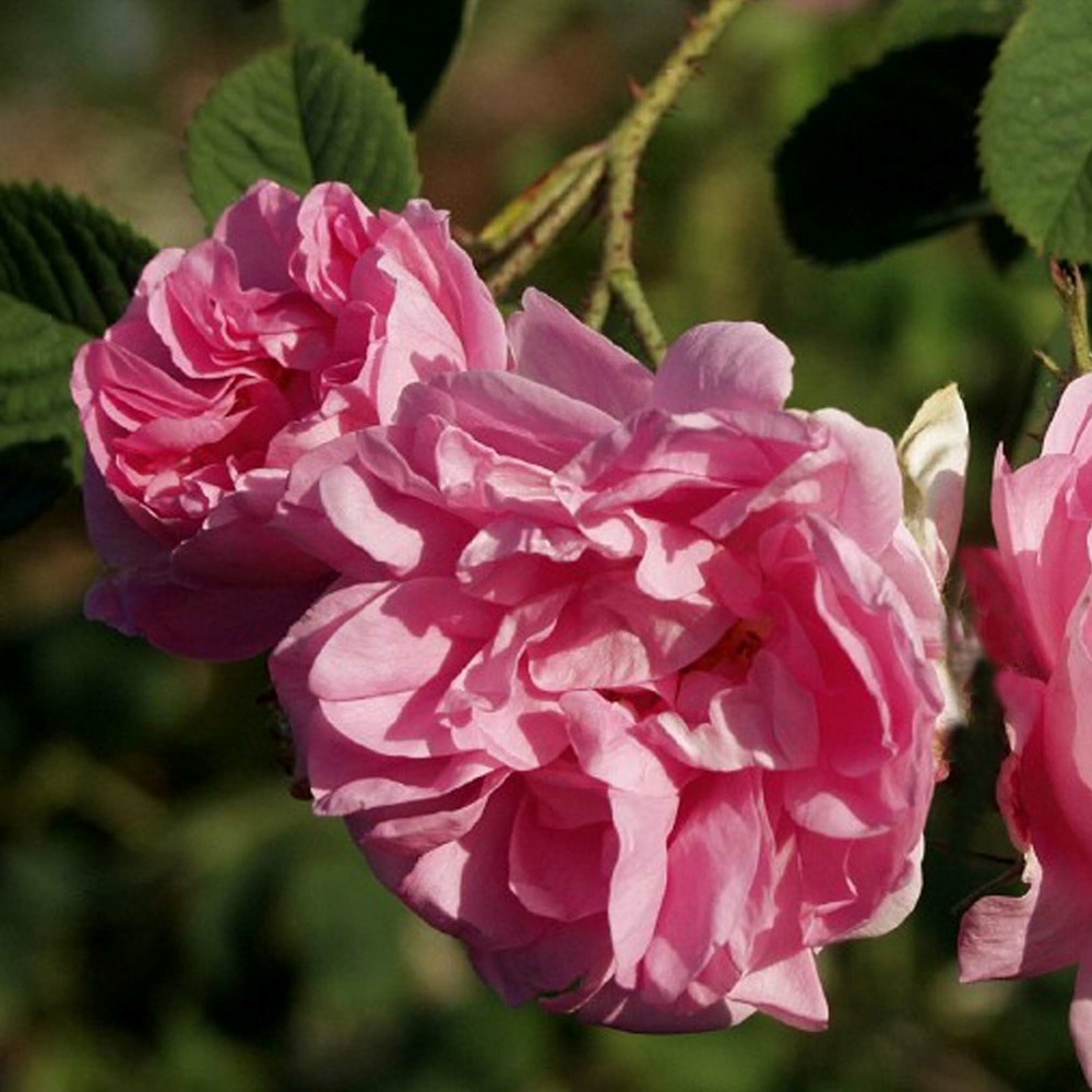 Rosier ancien de damas 'trigintipetala kazanlik' pot de 4l/5l