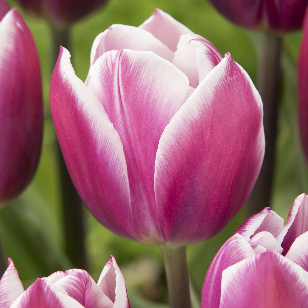 10 tulipes triomphe synaeda blue - le sachet de 10 bulbes ...