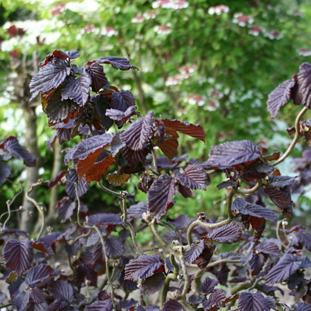 Noisetier tortueux red majestic®, corylus pot de 4l - 40/60 cm