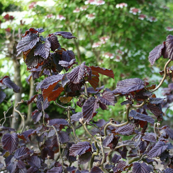 Noisetier tortueux red majestic®, corylus pot de 4l - 40/60 cm