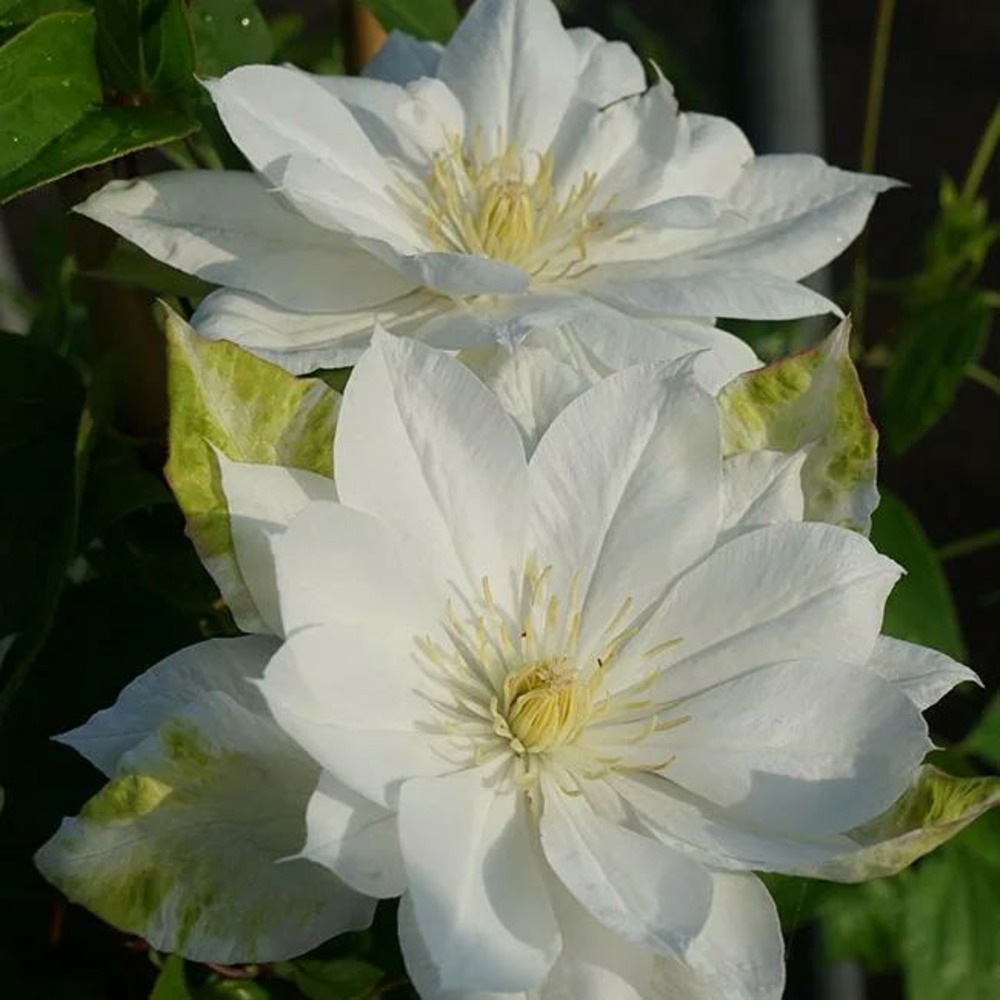 Clématite 'duchesse d'edimbourg' - clematis 3l - 60/90cm