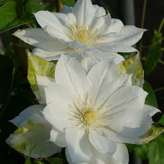 Clématite 'duchesse d'edimbourg' - clematis 3l - 60/90cm