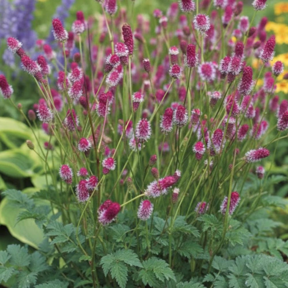 Sanguisorba - pimprenelle pink tanna lot de 9 godets