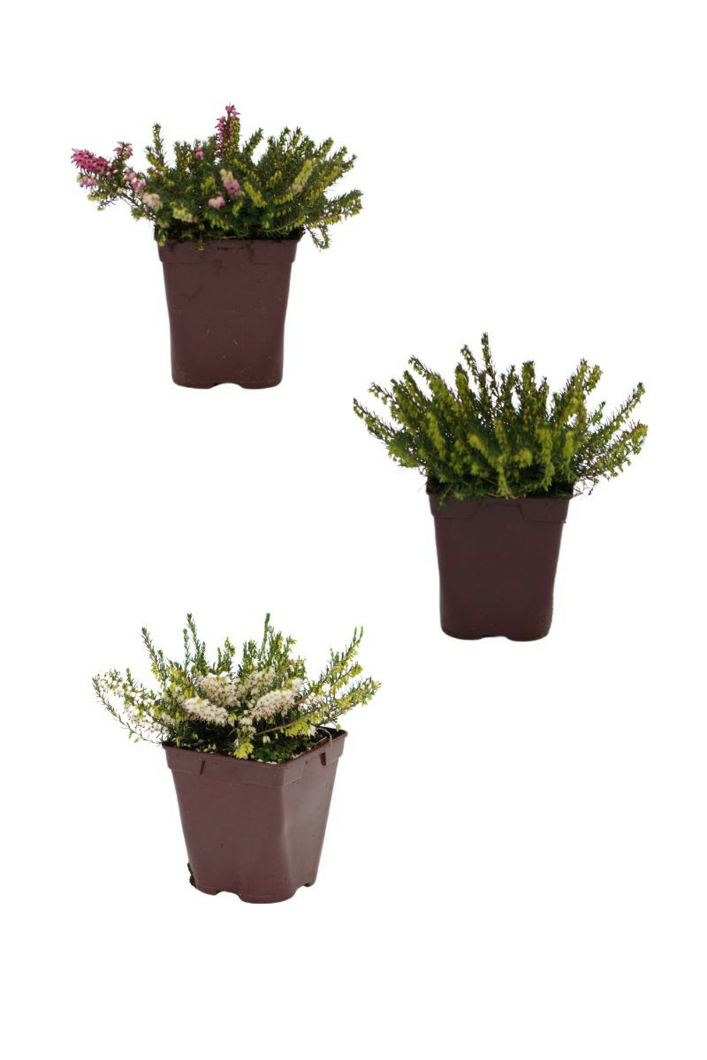 Lot de 3 bruyères à floraison d'hiver - lot de 3 bruyères 1 litre