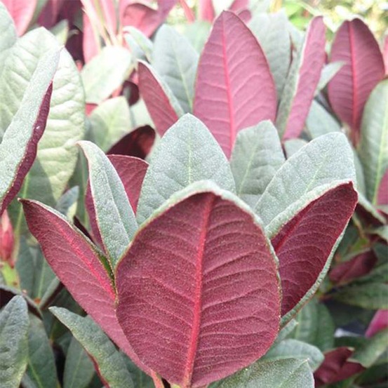 Rhododendron 'wine & roses' pot de 6l/7l