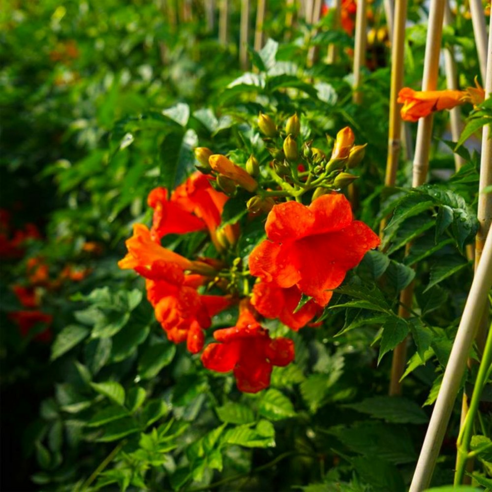 Bignone 'madame galen' (campsis 'madame galen')