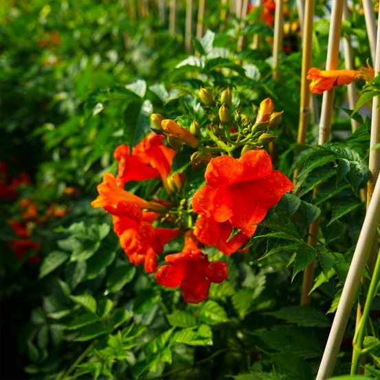 Bignone 'Madame Galen' (Campsis 'Madame Ga…