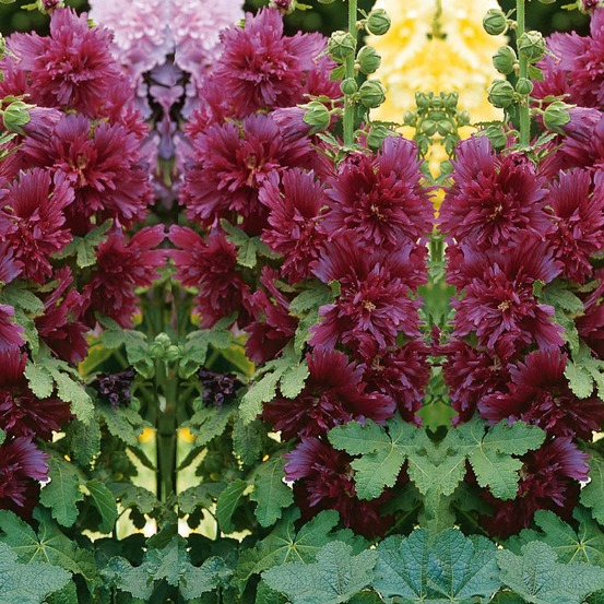 Rose trémière naine pourpre - le pot / ø 9cm, vendu par lot de 4