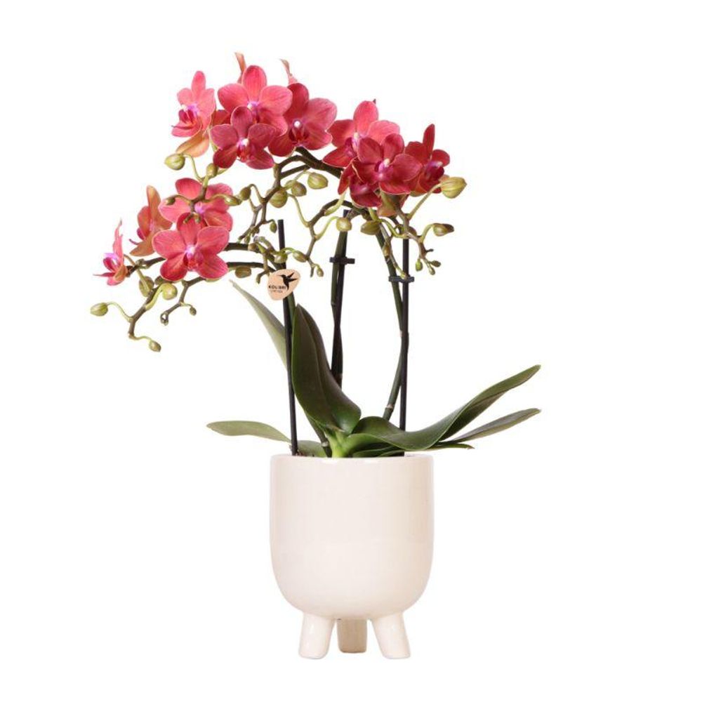 Orchidée phalaenopsis 'congo' rouge (phalaenopsis) - pot de 9cm - effet travertin - plantes d'intérieur