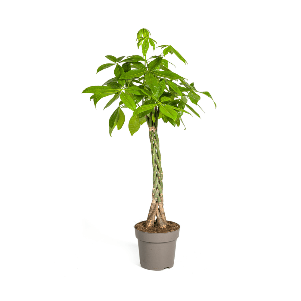 Pachira aquatica ø27cm - ↕130 - 150cm - plantes d'intérieur