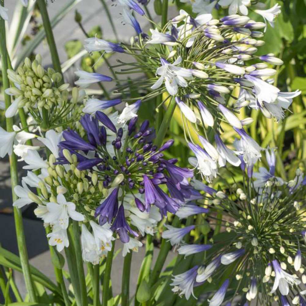 Agapanthe hybride three sisters pot de 6l/7l