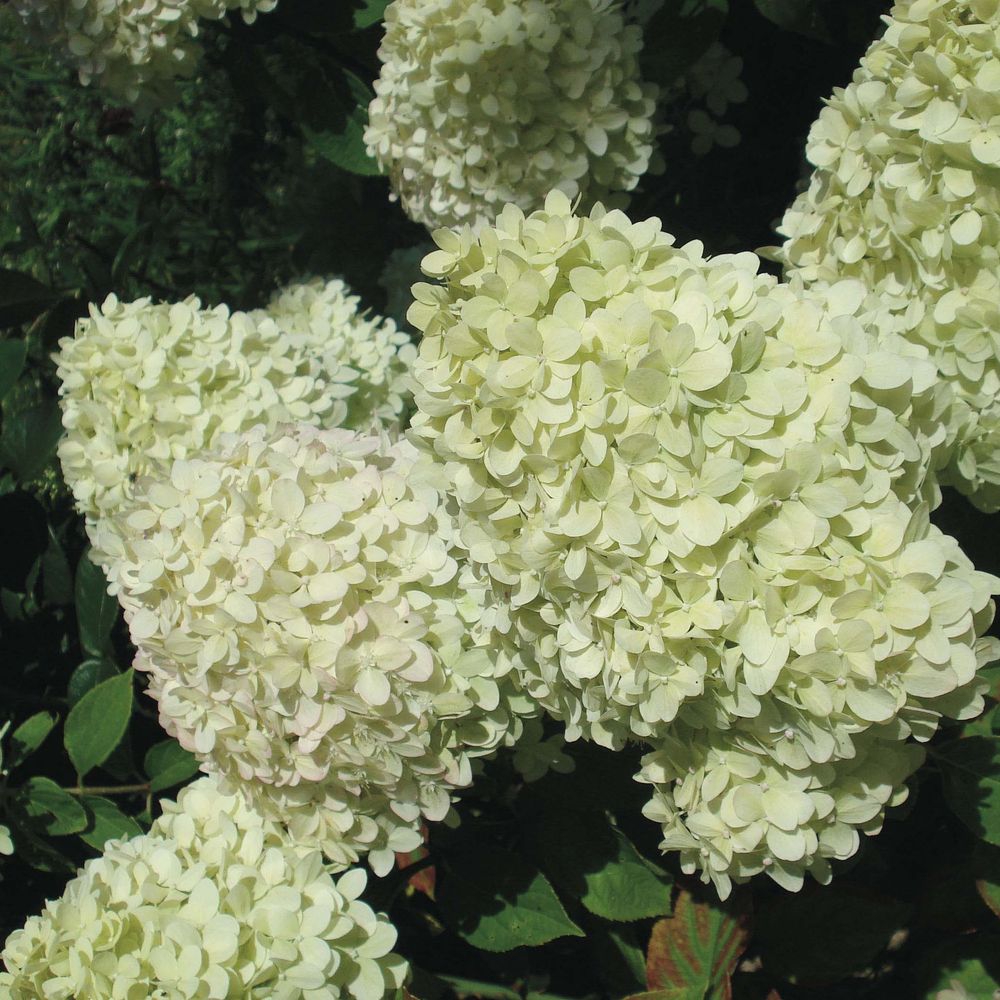 Hortensia paniculé 'limelight' pot de 12l/15l, tige de 90 cm