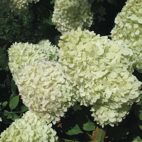 Hortensia paniculé 'limelight' pot de 12l/15l, tige de 90 cm