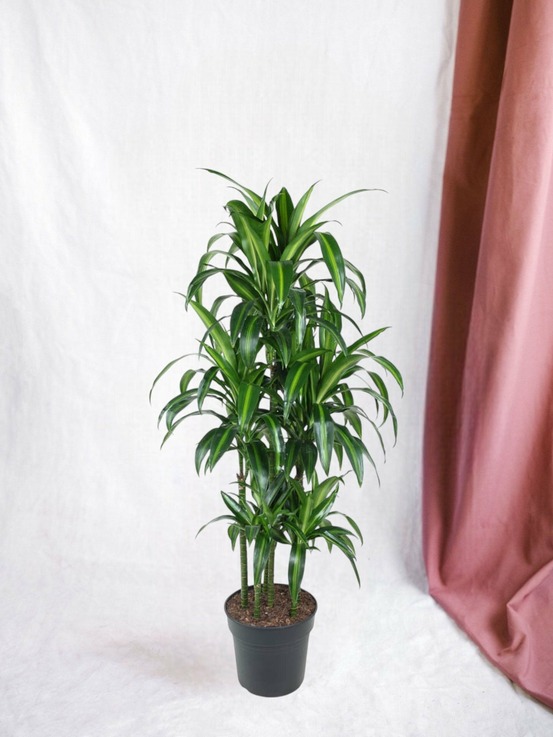 Dracaena hawaiiana carrousel - 150 cm - ø31 150cm - plante d'intérieur