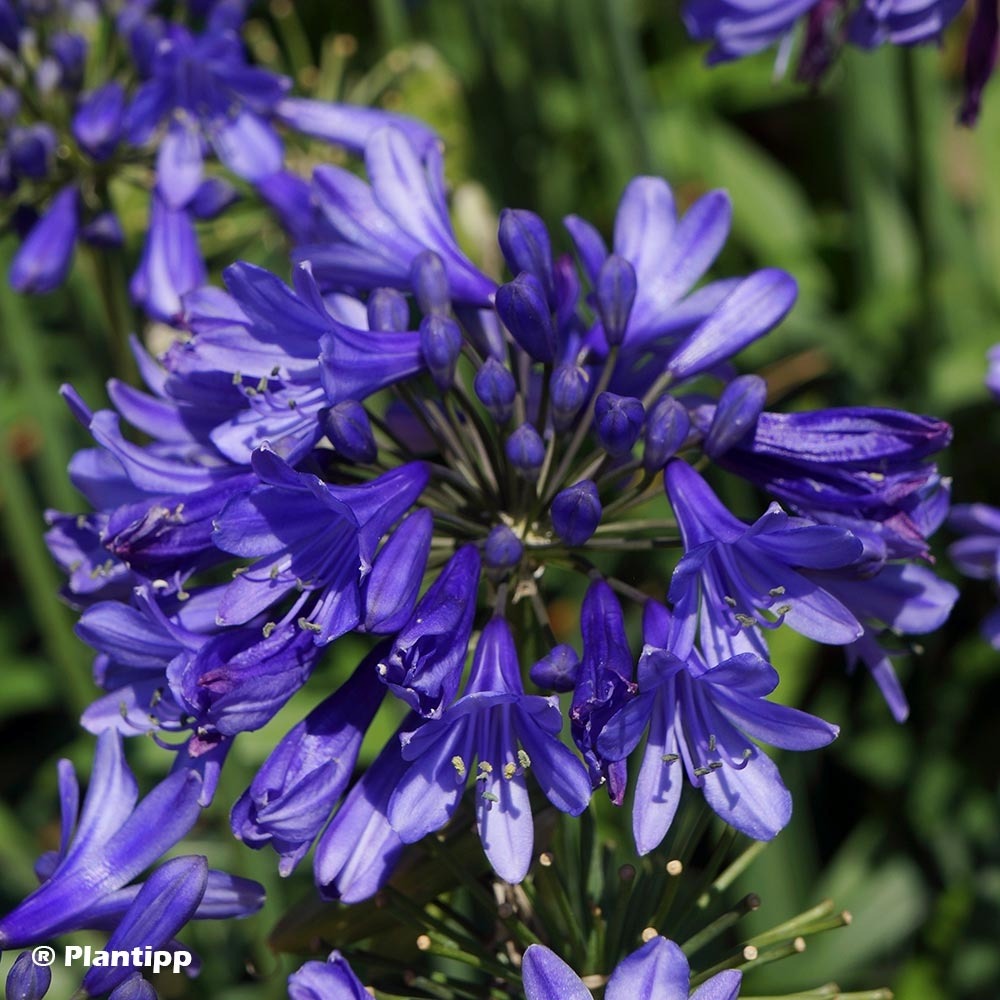 Agapanthe 'ever sapphire' pot de 1,5l/2l