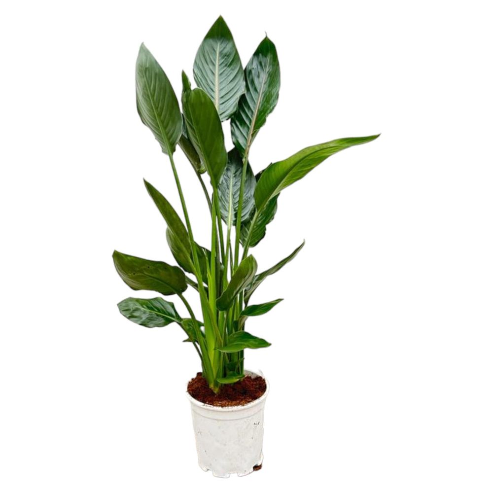 Strelitzia reginae - plantes d'intérieur