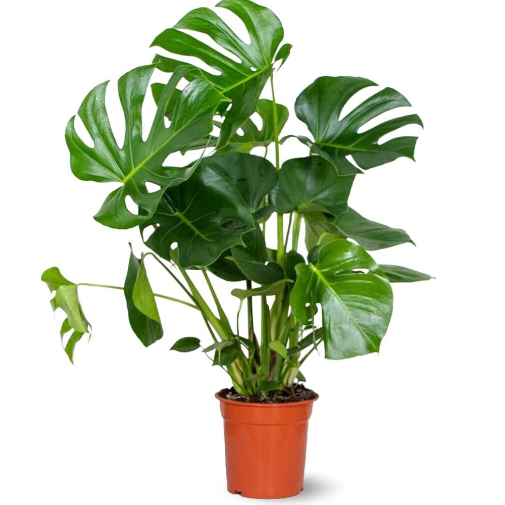 Monstera deliciosa - plante trouée - purificateur d'air - ↕ 80-90 cm - ⌀ 21 cm - plante d'intérieur