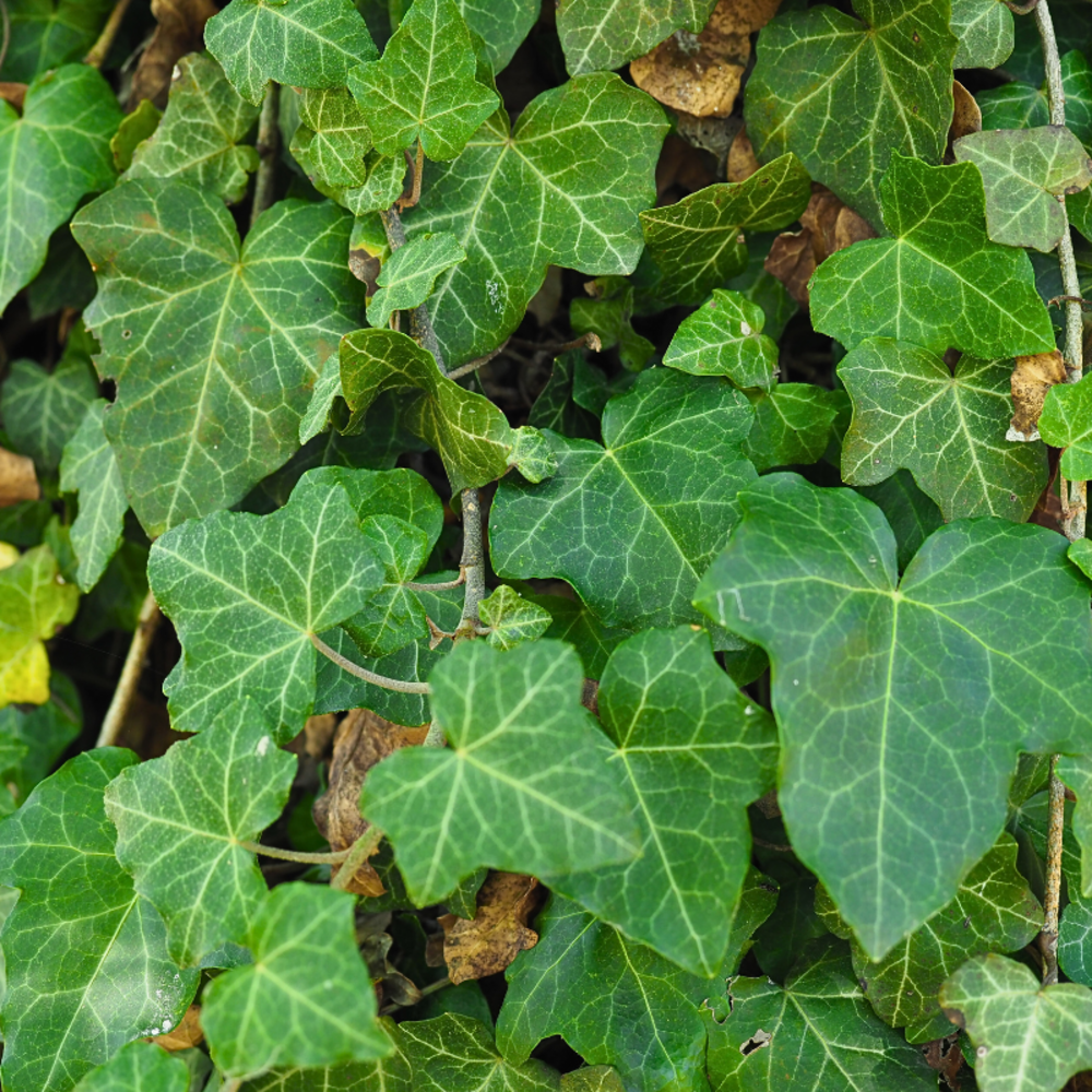 Lierre - hedera helix green ripple 60cm