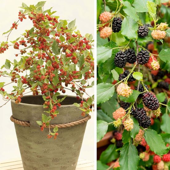 Mûrier nain 'mojo berry', mûrier des montagnes 'mojo berry' pot de 12l/15l, touffe