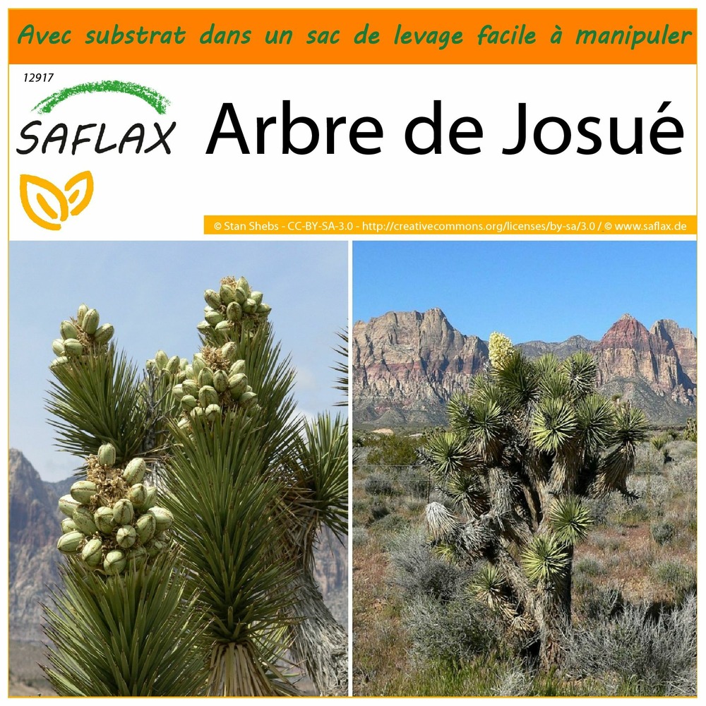 Garden in the bag - arbre de josué - 10 graines - yucca brevifolia