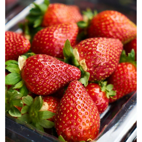 Plant de fraisier rubis des jardins® barquette de 6 godets