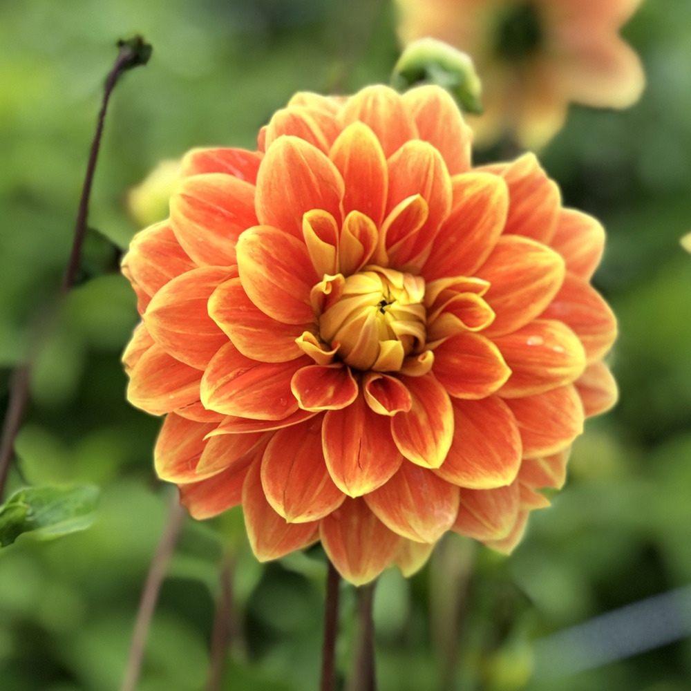 Dahlia pompon 'myrte' bulbe calibre i