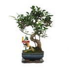 Figuier chinois bonsaï - ficus retusa - env. 6 ans