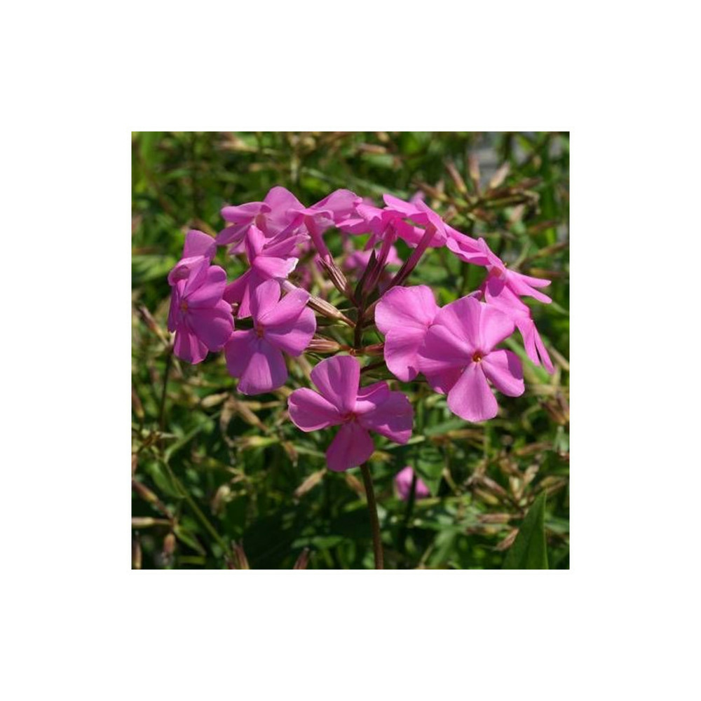 Phlox carolina bill baker lot de 3 godets