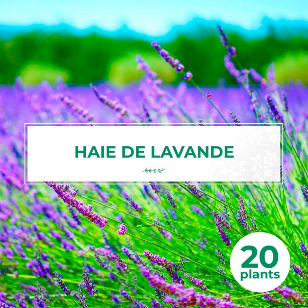 20 Lavande (Lavandula 'Angustifolia') - Ha…