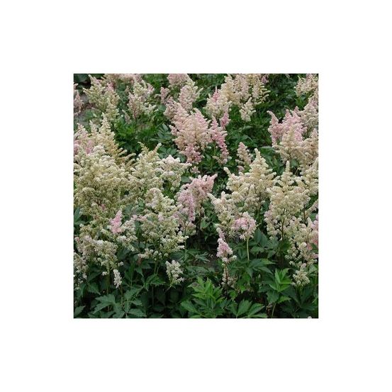 Astilbe du japon peach blossom lot de 3 godets