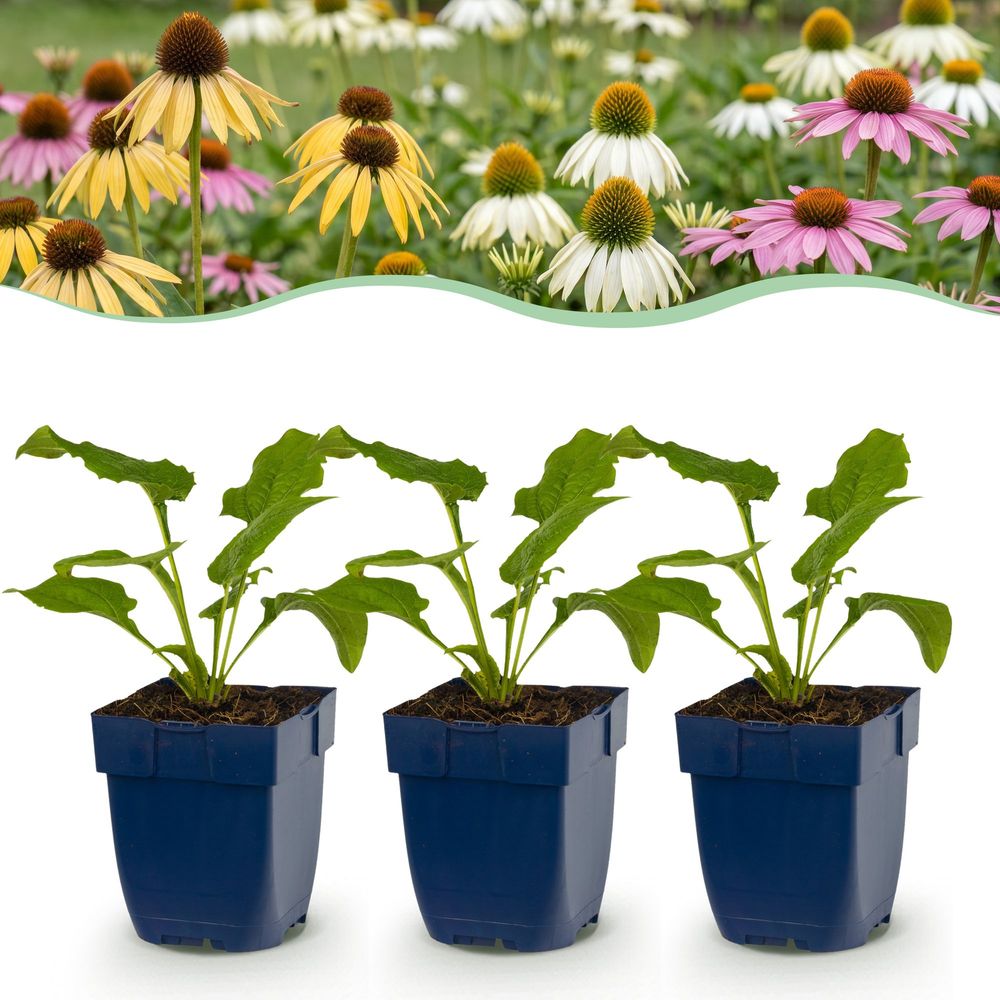 Mélange d'échinacées tricolour - lot de 12 - h 15-25 cm, pot ø11 cm