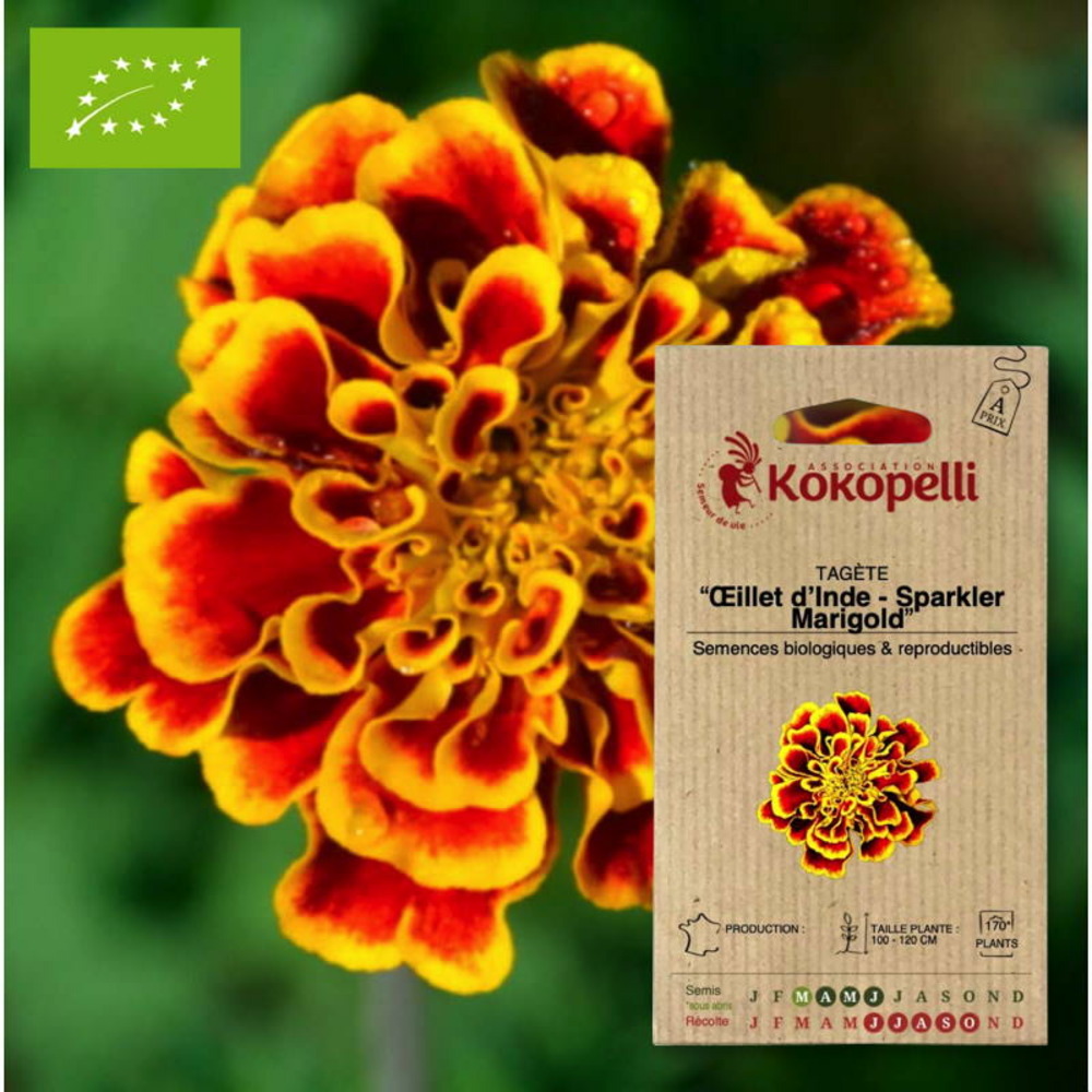 Tagète - œillet d'inde sparkler marigold- graines bio à semer