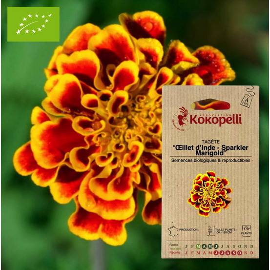 Tagète - œillet d'inde sparkler marigold- graines bio à semer