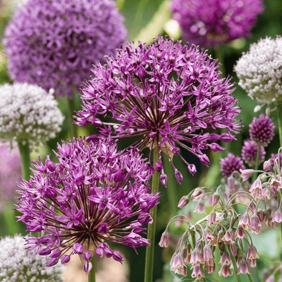 Mélange d'ails d'ornement (allium) - floraison estivale - calibre 10/12 - 640 bulbes