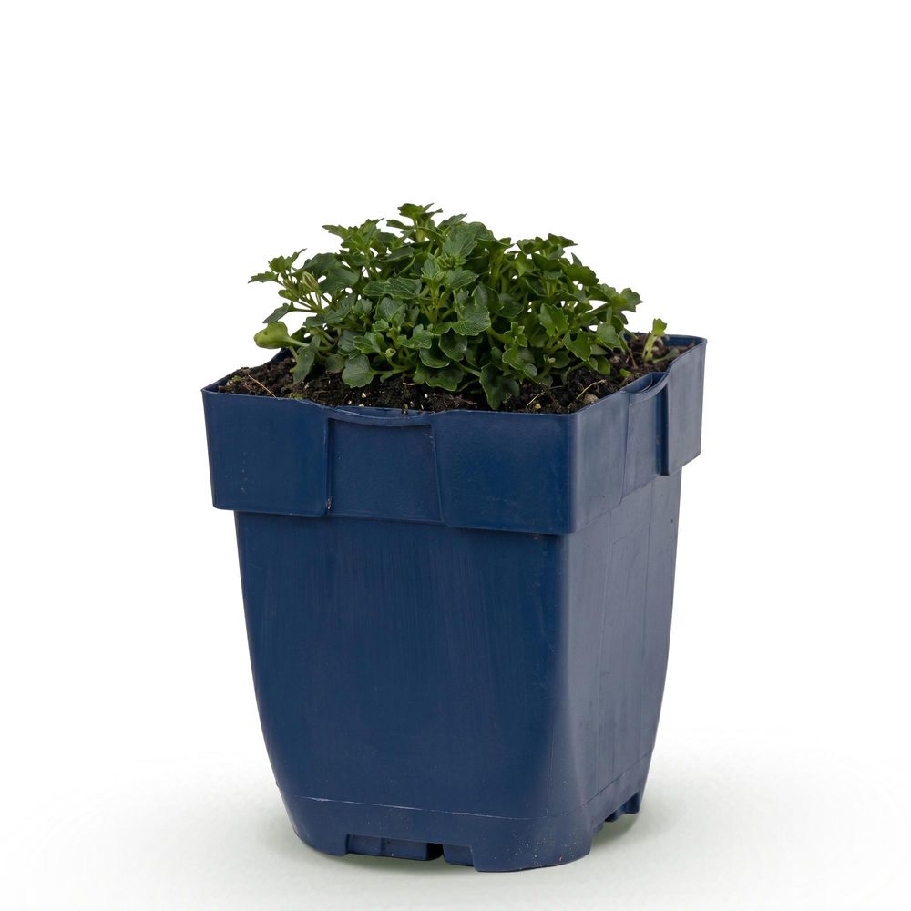 Campanule - pot 11 cm - hauteur 25 cm