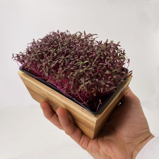 Graines de micro pousses d'amarante pourpre