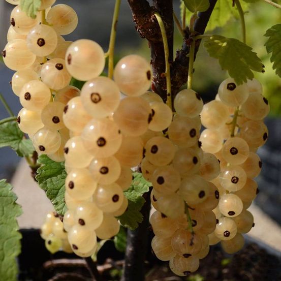 Groseillier 'zitavia' godet de 8/9 cm