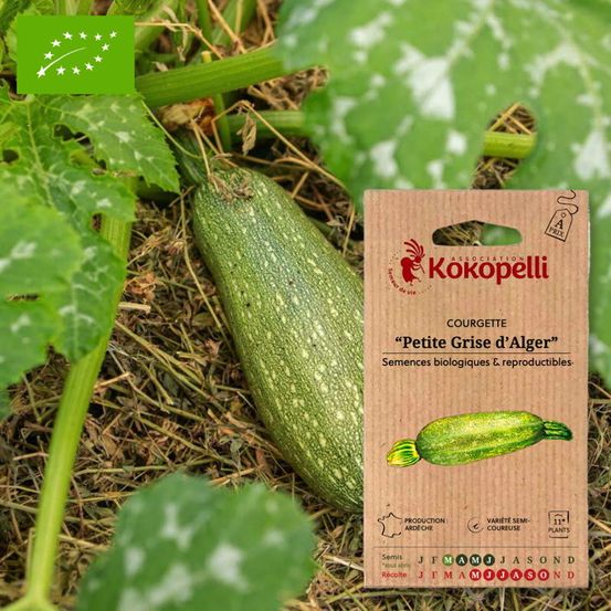 Courgette petite grise d'alger- graines bio à semer