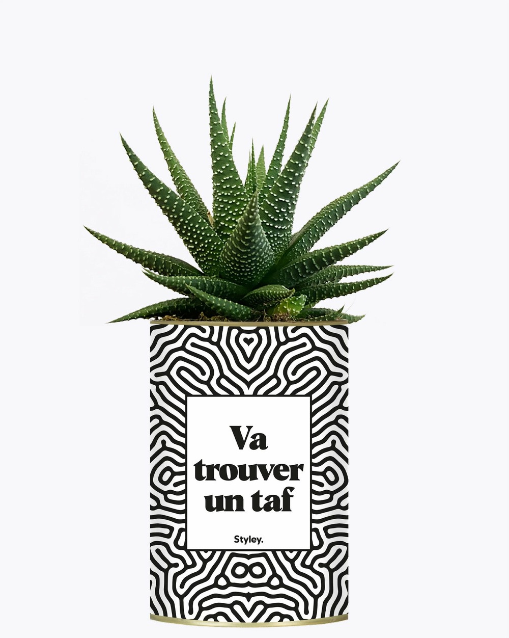 Idée cadeau - va trouver un taf - cactus