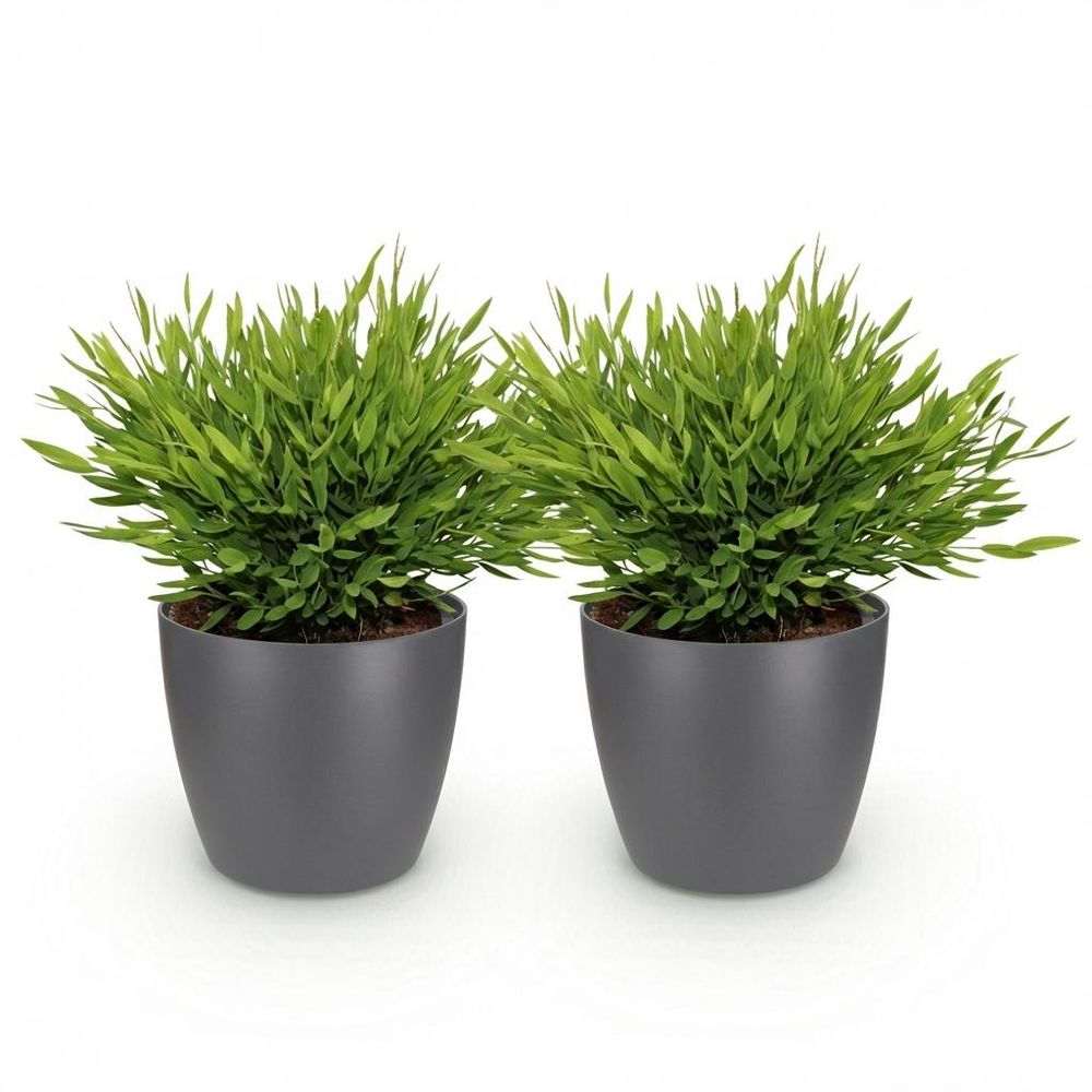 Bamusa pogonatherum monica - pet-friendly - bambou miniature - pot de 12cm - hauteur 20cm