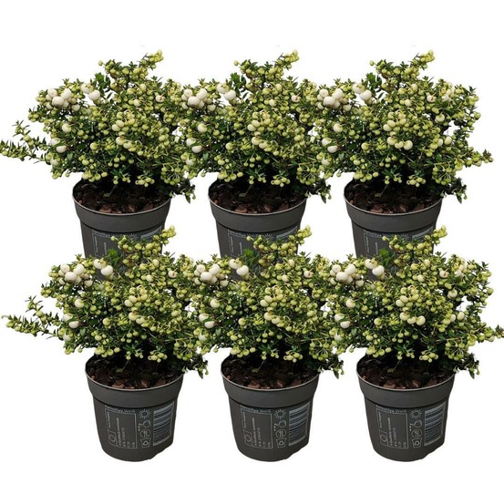 Lot de 6 gaulthéries mucronées blanc - pernettya mucronata ø12cm | ↨20cm