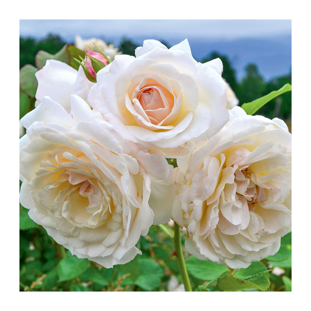 Rosier toul cathedrale® evecicot racines nues