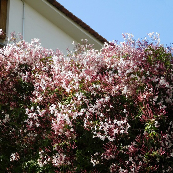 Jasmin blanc d'hiver - le pot / 2l / hauteur livrée 40-50cm, vendu par lot de 2