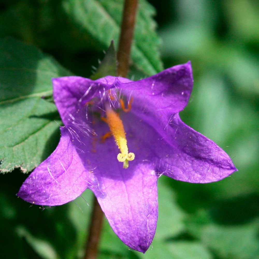 Campanule hybride viking - le pot / ø 9cm