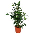 Ficus benjamini "danielle", bouleau figue 14cm